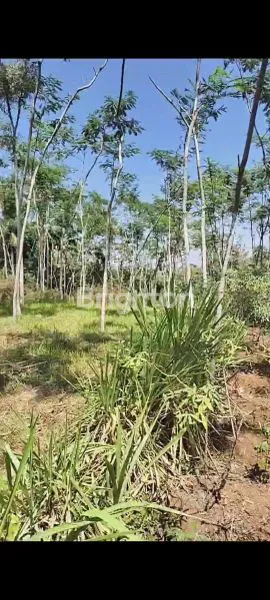 image TANAH PAKISAJI (3)