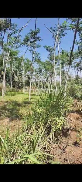 image TANAH PAKISAJI (1)