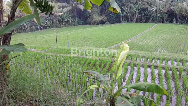 TANAH PREMIUM 3320M² VIEW PEGUNUNGAN DI TABANAN, BALI