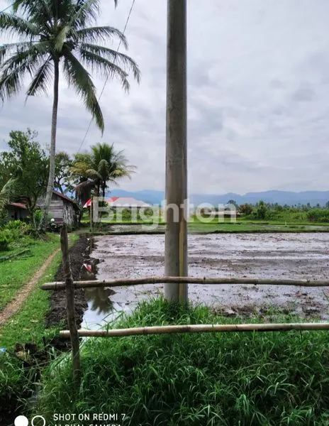 image TANAH SAWAH STRATEGIS 4146M² DI PAYAKUMBUH (6)