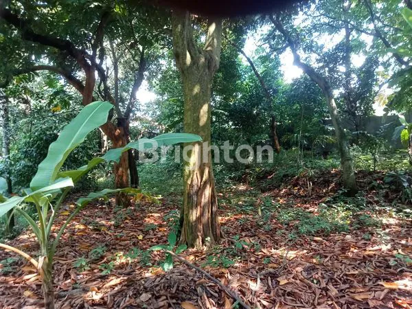 image DIJUAL TANAH LUAS & STRATEGIS – CIPAYUNG, JAKARTA TIMUR (4)