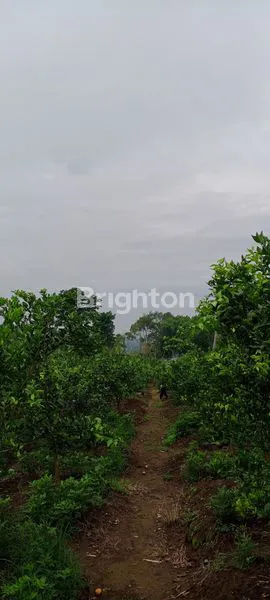 image KEBUN JERUK DI WAGIR (2)