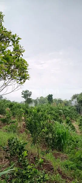 image KEBUN JERUK DI WAGIR (1)