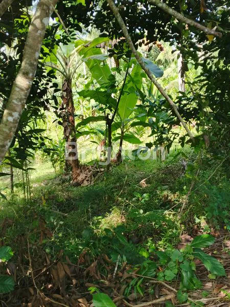 image DIJUAL TANAH PERKEBUNAN DENGAN TANAMAN YANG SANGAT PRODUKTIF DAN SIAP PANEN DI BALI  (4)