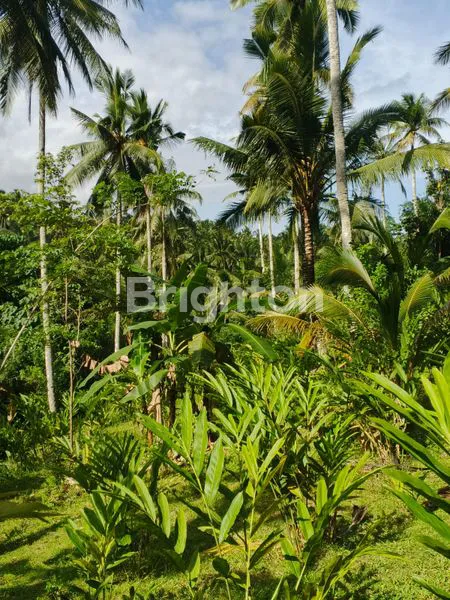 image DIJUAL TANAH PERKEBUNAN DENGAN TANAMAN YANG SANGAT PRODUKTIF DAN SIAP PANEN DI BALI  (1)