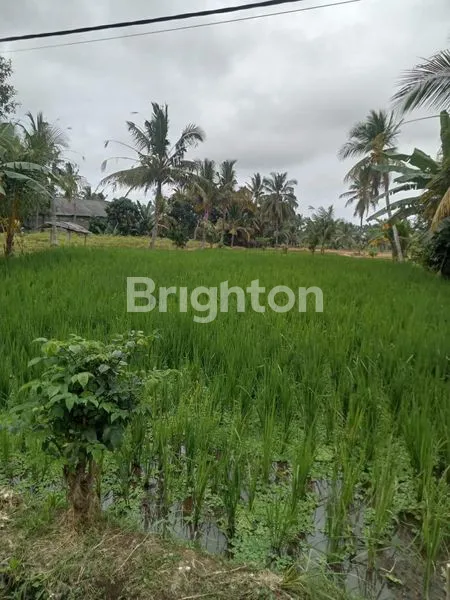 JUAL TANAH DI BANYUWANGI JAWA TIMUR