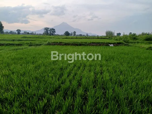 image SAWAH DI PANDAAN (1)