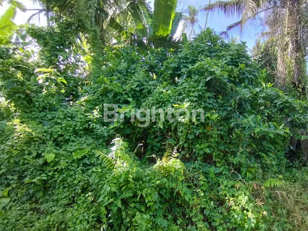 image SEWA 30 TAHUN TANAH 1630M2 KEDUNGU PASEKAN TABANAN (1)