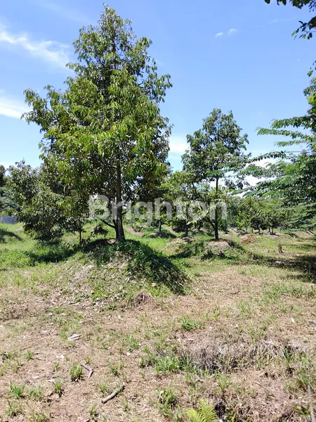 TANAH /KEBUN DURIAN