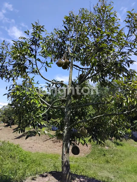 image TANAH /KEBUN DURIAN (2)