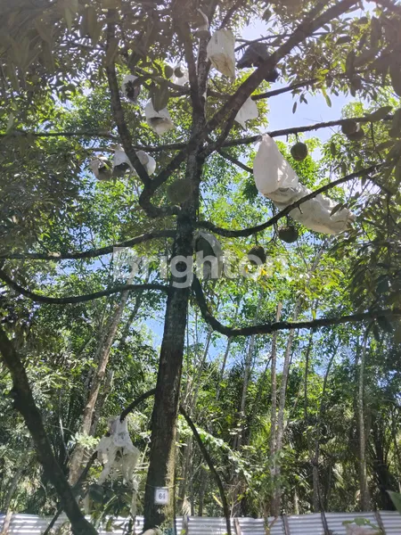image TANAH /KEBUN DURIAN (4)