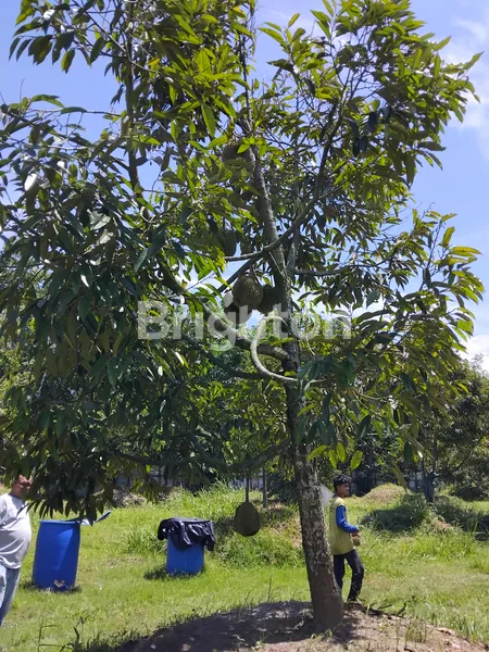 image TANAH /KEBUN DURIAN (5)