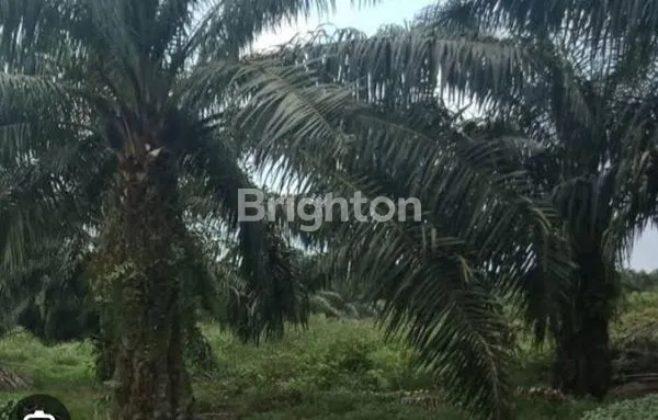 LAHAN SAWIT AKTIF DI SIUMBUT - UMBUT ASAHAN