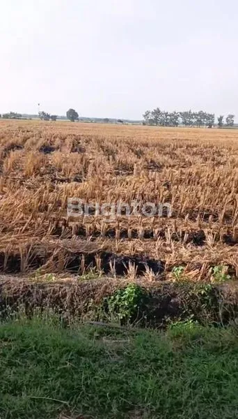 image DIJUAL TANAH  LUAS 13.500 M2  ( 1,35 HEKTAR ) HARGA 4.050.000.000 (1)