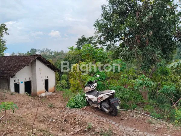 KEBUN PORANG , ALPUKAT DAN DURIAN (SHM)