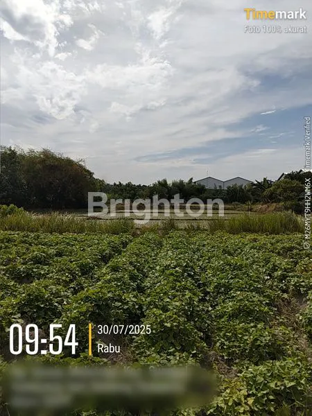 image TANAH SAWAH LUAS 7.650 M² – COCOK UNTUK AGRIBISNIS ATAU INVESTASI! (4)