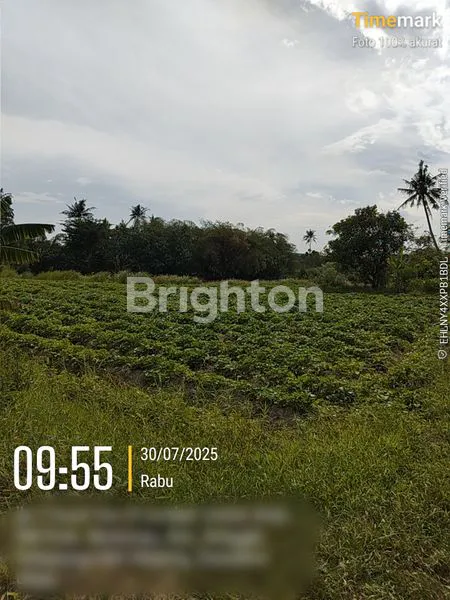image TANAH SAWAH LUAS 7.650 M² – COCOK UNTUK AGRIBISNIS ATAU INVESTASI! (3)