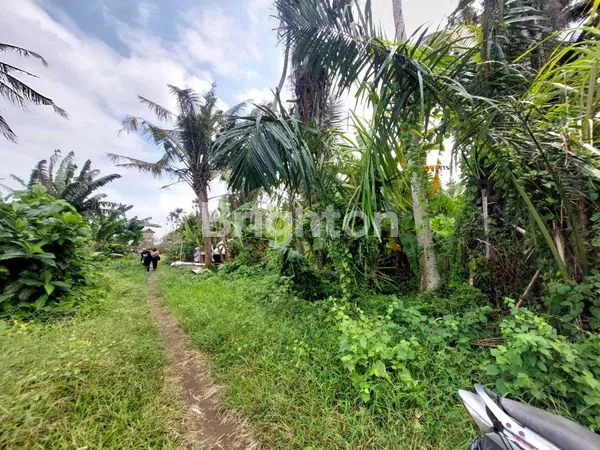 image DISEWAKAN TANAH 1.200 M² VIEW LAUT DI PANTAI SABA GIANYAR BALI  3 MENIT KE PANTAI (6)