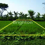 TANAH SAWAH COCOK UNTUK USAHA DI MASARAN SRAGEN