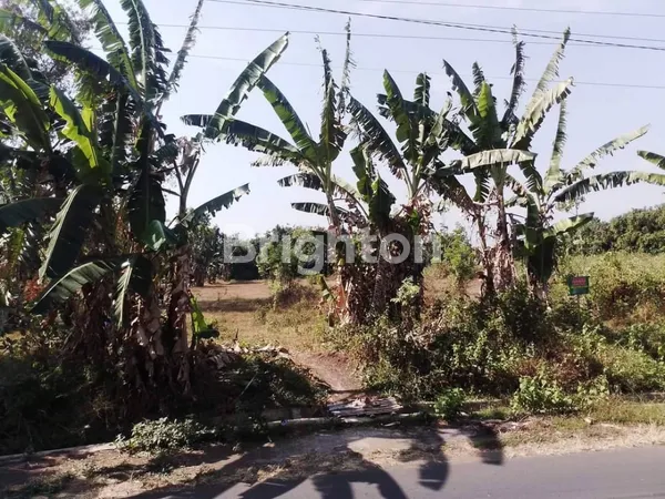 image DIJUAL TANAH DI KARANGASEM WONOREJO PASURUAN LUAS 2680M² HANYA 500JUTAAN (3)