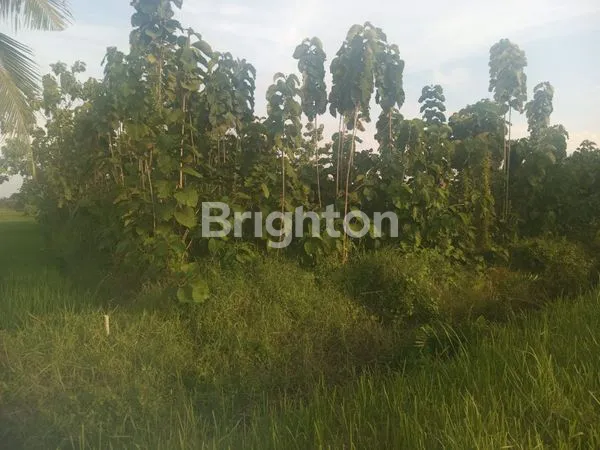 image TANAH SANGAT STRATEGIS UTK USAHA (2)