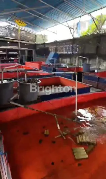 image DIJUAL/SEWA TANAH FREE TAMBAK BUDI DAYA IKAN LELE (4)