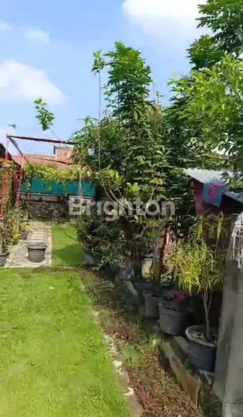 image DIJUAL/SEWA TANAH FREE TAMBAK BUDI DAYA IKAN LELE (2)