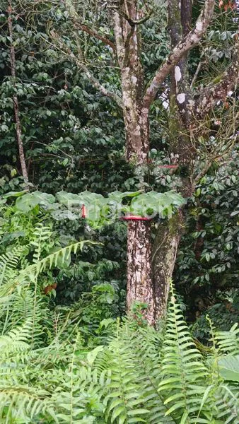 image  LAND FOR LEASE – 83 ARE IN PANEBEL VILLAGE, TABANAN (4)