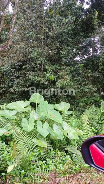 image  LAND FOR LEASE – 83 ARE IN PANEBEL VILLAGE, TABANAN (3)