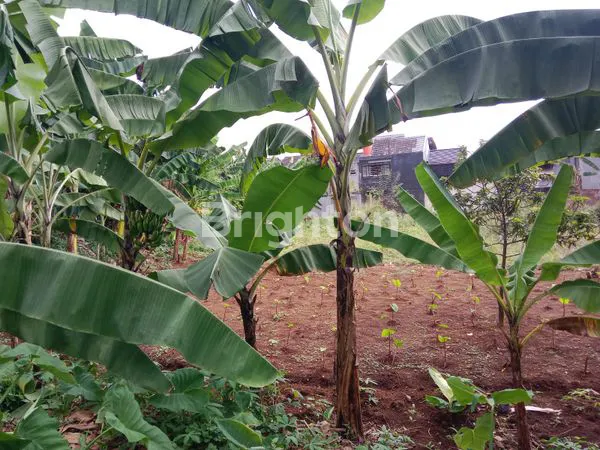 image TANAH PREMIUM 2460M² DI CIMANGGU PERMAI, 5 MENIT KE TOL BORR (4)