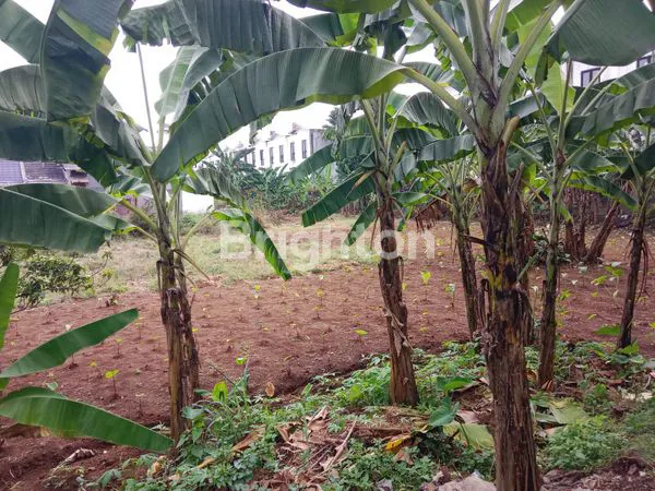 image TANAH PREMIUM 2460M² DI CIMANGGU PERMAI, 5 MENIT KE TOL BORR (3)