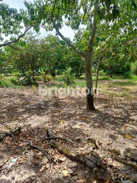 image TANAH LUAS MENGHADAP DANAU TOBA (3)