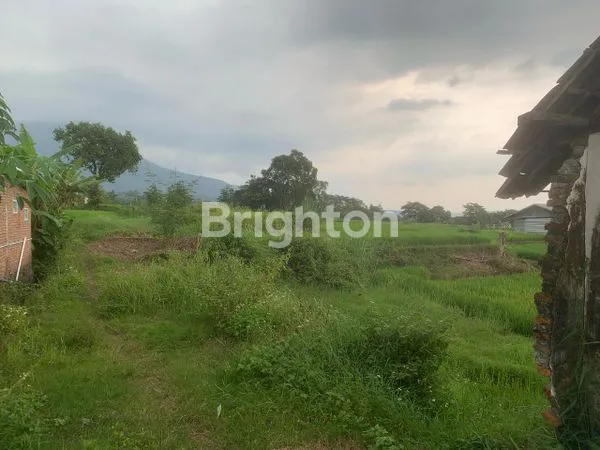 TANAH PERKEBUNAN PREMIUM 1120 M² VIEW GUNUNG ARJUNO - PRIGEN