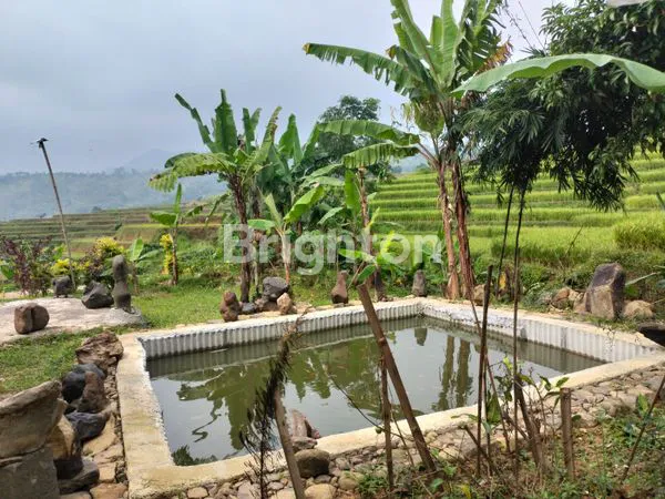 image TANAH MURAH FREE BANGUNAN DI PUNCAK 2  (8)