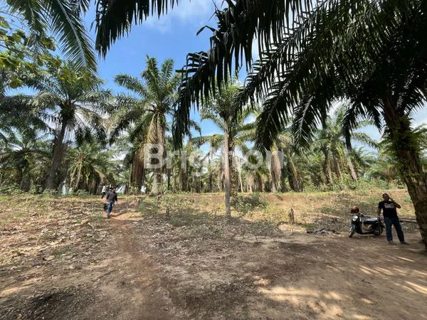 image KEBUN SAWIT 15 HA PRODUKTIF STRATEGIS DI LAMPUNG TENGAH (1)
