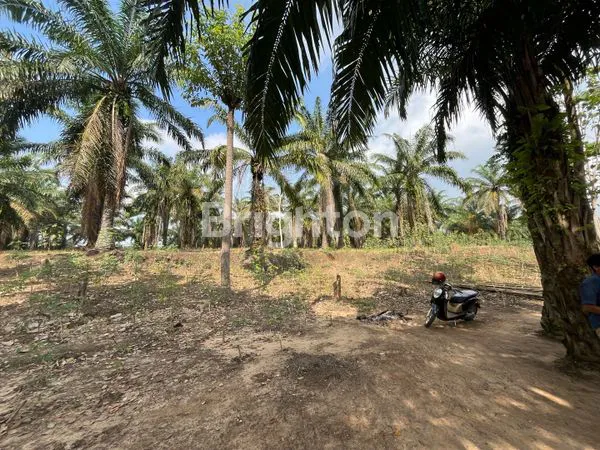 image KEBUN SAWIT 15 HA PRODUKTIF STRATEGIS DI LAMPUNG TENGAH (2)