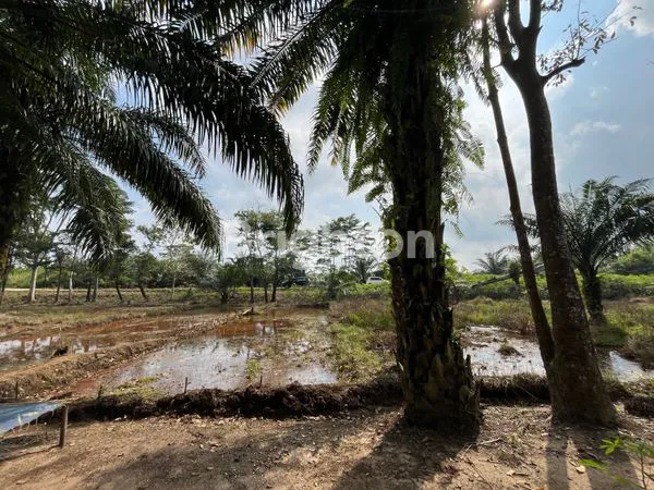 image KEBUN SAWIT 15 HA PRODUKTIF STRATEGIS DI LAMPUNG TENGAH (3)