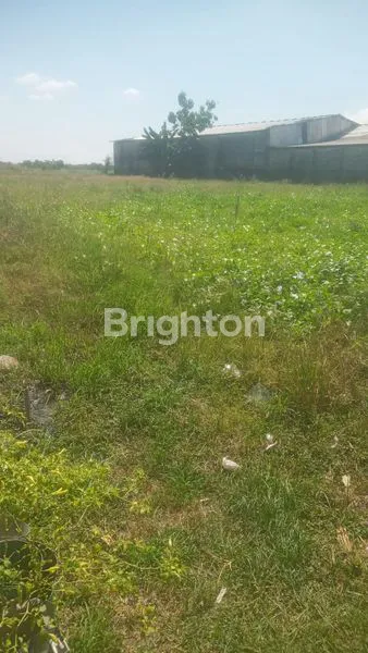 image TANAH DI BALONGPANGGANG GRESIK (1)