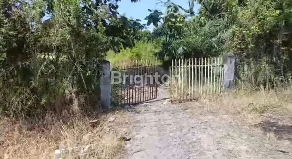 image TANAH KEBUN PREMIUM 3,2 HA DEKAT TOL BEJI BANGIL PASURUAN (2)