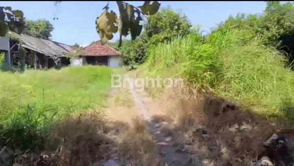 image TANAH KEBUN PREMIUM 3,2 HA DEKAT TOL BEJI BANGIL PASURUAN (4)
