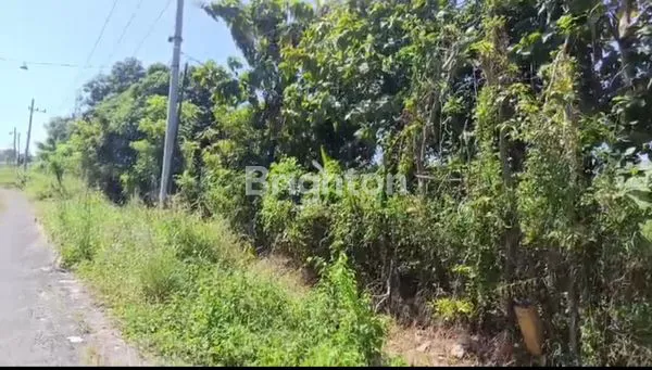 image TANAH KEBUN PREMIUM 3,2 HA DEKAT TOL BEJI BANGIL PASURUAN (1)