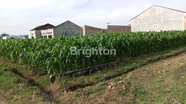 image LAHAN TANAH MURAH (2)