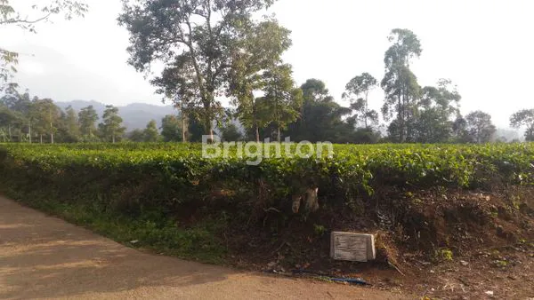 image SEBIDANG TANAH KOMERSIL CIWIDEY, COCOK DIJADIKAN VILLA ATAU TEMPAT WISATA (7)