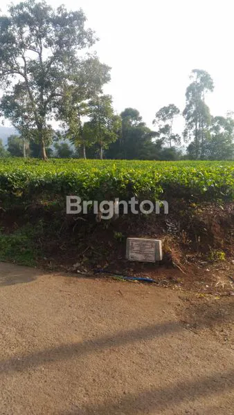 image SEBIDANG TANAH KOMERSIL CIWIDEY, COCOK DIJADIKAN VILLA ATAU TEMPAT WISATA (3)