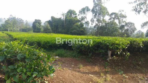 image SEBIDANG TANAH KOMERSIL CIWIDEY, COCOK DIJADIKAN VILLA ATAU TEMPAT WISATA (1)