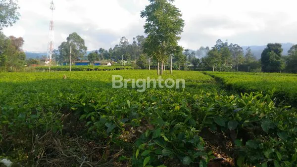 image SEBIDANG TANAH KOMERSIL CIWIDEY, COCOK DIJADIKAN VILLA ATAU TEMPAT WISATA (5)