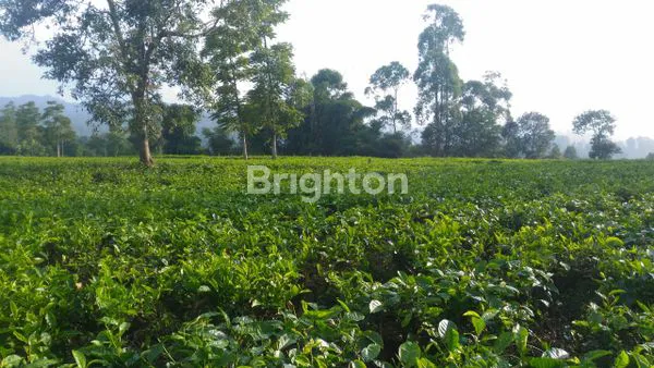 image SEBIDANG TANAH KOMERSIL CIWIDEY, COCOK DIJADIKAN VILLA ATAU TEMPAT WISATA (6)