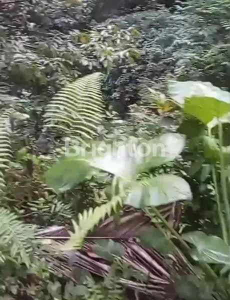 image DIJUAL TANAH DENGAN PEMANDANGAN MEMPESONA DI KENDERAN, UBUD (3)