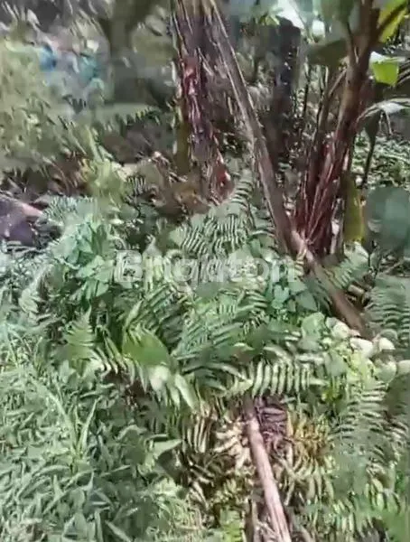 image DIJUAL TANAH DENGAN PEMANDANGAN MEMPESONA DI KENDERAN, UBUD (2)