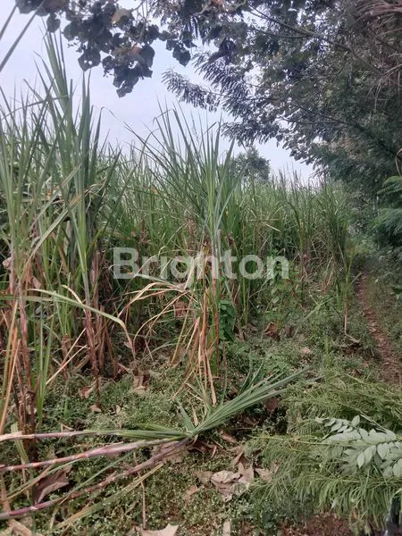 image DI JUAL TANAH PERKEBUNAN POSISI MIRING (3)